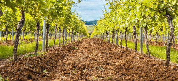 Champagne's soil – Is it really all about chalk?